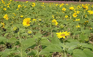 秋高氣爽賞花去！關渡平原向日葵花海盛開燦爛迎客