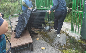 等待野訓場建置  台東2小黑熊移地照養