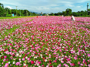 淡水河岸最大花海秘境！台北關渡向日葵、波斯菊11月中旬盛開