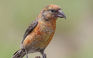 稀有紅交嘴雀現蹤澎湖  嬌小萌樣鳥友搶拍