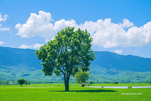 台東10大打卡景點票選結果出爐  伯朗大道奪第一