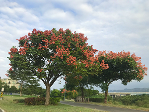 秋季限定！浪漫欒樹粉紅步道大漢溪河濱登場