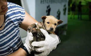 新北流浪動物絕育補助遭詐領？新北動保處：已移請政風調查