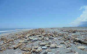 花蓮海灘現大量漂流木 縣府公告開放撿拾