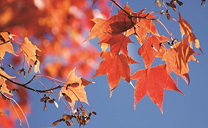 阿里山楓紅了！8處絕佳景點大公開賞楓趁現在