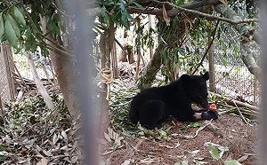 台東利稻小熊有新名字了！布農族語 Litu 象徵部落一份子