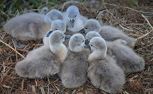 7人玩老鷹捉小雞、抓到3隻剩幾隻？小學數學題難倒家長