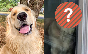 狗狗睡醒發現自己被獨留家中　超哀怨貼窗目送主人上車！