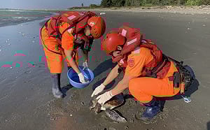 (影)又有綠蠵龜遭漁網纏繞！海巡人員協助脫困重返大海