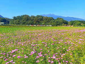 遊金山不只泡湯與老街！期間限定花海秘境11/23登場