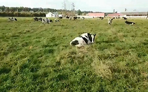 (影)日本農家用奇招趕牛群回家全被錄下　網笑：根本電玩遊戲