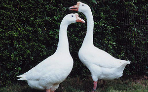 紐約通過禁售鵝肝法案 2022年10月生效