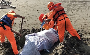 又有鯨豚擱淺！北門沙灘小抹香鯨經搶救仍不治