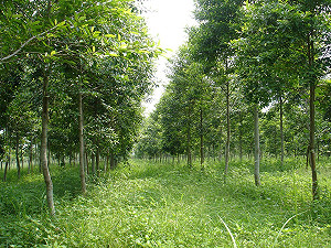 讀者投書》砍樹種電「綠能」綠嗎？ 真相是…