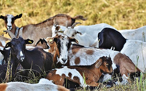 加州雷根圖書館免於野火摧殘　「梵谷」竟是打火英雄？