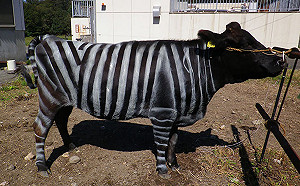 為何要把牛畫成班馬？專家揭「神奇功效」：可爆賺670億