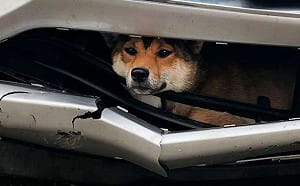 驚！柴犬被撞卡進保險桿　粗心駕駛開了近百公里才發現