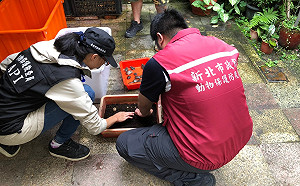 瑞芳修車廠被查獲保育龜45隻 龜蛋2顆