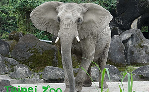 非洲象親自「面試」保育員  通過才能上工