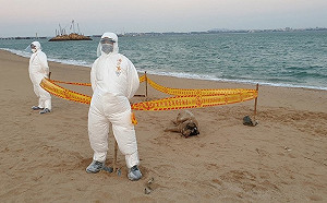 金門海漂豬確診非洲豬瘟 已消毒並持續監測