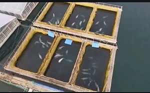 回歸大自然 俄國鯨魚監獄放生最後一批白鯨