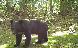 大雪山森林遊樂區辦台灣黑熊影片首映會   11/16入園享半票優待
