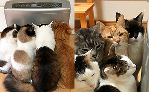 貓咪你推我擠搶佔暖爐搖滾區　網：是冬季限定烤棉花糖！