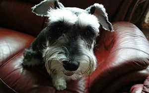 犬貓也會得糖尿病？隨時留意毛寶貝「3多1少」徵兆