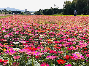 專車直達秘境花海！關渡基隆河畔波斯菊、向日葵熱情綻放
