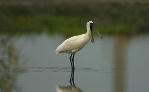 瀕危黑面琵鷺連續4年現蹤影！新北市府籲勿驚擾過境嬌客