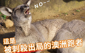 澳洲球員這麼可愛！內政部繼續為台灣選手加油