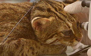 （影）受傷石虎回家了！野放石虎戴追蹤項圈變身調查員