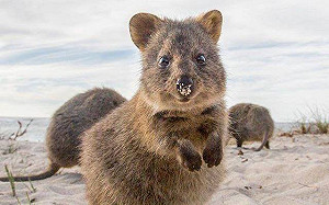 老鼠也能這麼可愛！令人驚奇的全球鼠兒4景點