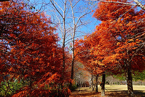 水與森林深秋共舞！南部5大水陸落羽松森林這樣拍最美