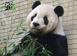 貓熊也要減肥！團團健身超努力  保育員：看了都想跟他一起運動