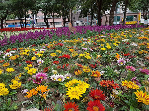 市區就能賞花海！新北市公園換新衣 五彩花卉驚艷變身