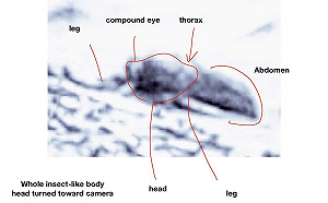 美學者宣稱發現火星昆蟲　被吐槽：幻覺