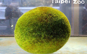 日本阿寒湖「巨型毬藻」入住台北動物園 毛絨絨外型超療癒