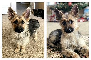 永遠長不大！德國牧羊犬得怪病　不老「童顏」網路爆紅