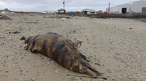 2瓶鼻海豚客死澎湖海灘　岸巡弟兄就地掩埋