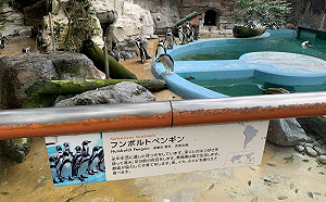 (影)新型詐欺！聰明夜鷺為了魚　混進動物園偽裝企鵝騙吃騙喝