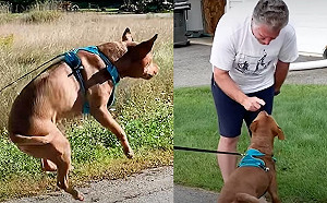 狗狗每天散步都超開心跳高高　網笑：瑪利歐上身！