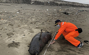 悲！全世界僅剩1000隻 保育類江豚擱淺苗栗海岸明顯死亡