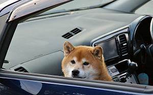 (影)三寶駕駛「原地自轉1小時」　警湊近一看傻眼：狗在開車