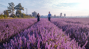 別跑錯啦！紫色仙草花海在楊梅而非平鎮