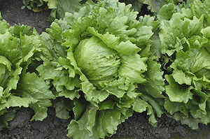 美國「這產地」的蘿蔓生菜先別吃！小心大腸桿菌汙染