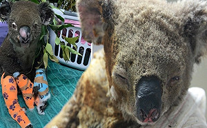 (影)「上身全脫」女子勇救火燒無尾熊　可惜結局令人淚崩！