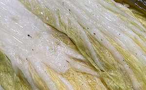 白菜充滿黑斑＝壞掉？行家曝「反轉真相」：千萬別丟