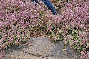 花海遭踐踏竟踩出通道   桃園仙草花海災情嚴重恐縮短花期