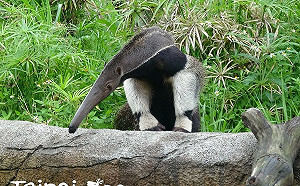 每天要吞3萬隻螞蟻！最低體溫哺乳類「大食蟻獸」愛吃又嗜睡